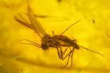 Detailed Fossil Ant (Formicidae) & Flies (Diptera) in Baltic Amber #145391-4